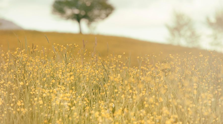 Comment Favoriser l&rsquo;Amour de la Nature chez les Enfants